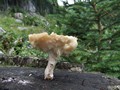 Austrian Mushroom