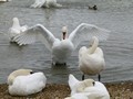 Streching Swan