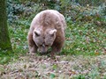 Dartmoor Zoo - Bear