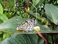 Wisley Gardens - Butterfly