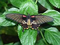 Wisley Gardens - Butterfly
